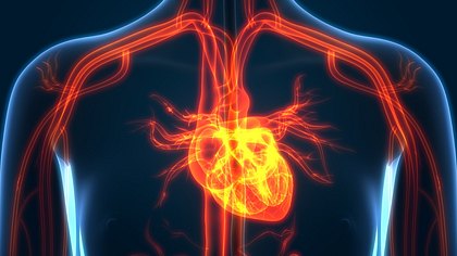 Grafische Darstellung des Herzens - Foto: iStock/magicmine