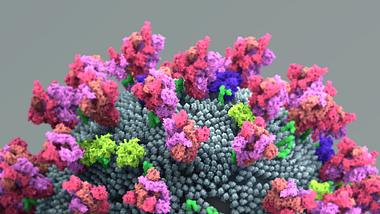 Detailaufnahme eines Coronavirus mit Spike-Proteinen - Foto: iStock/Design Cells