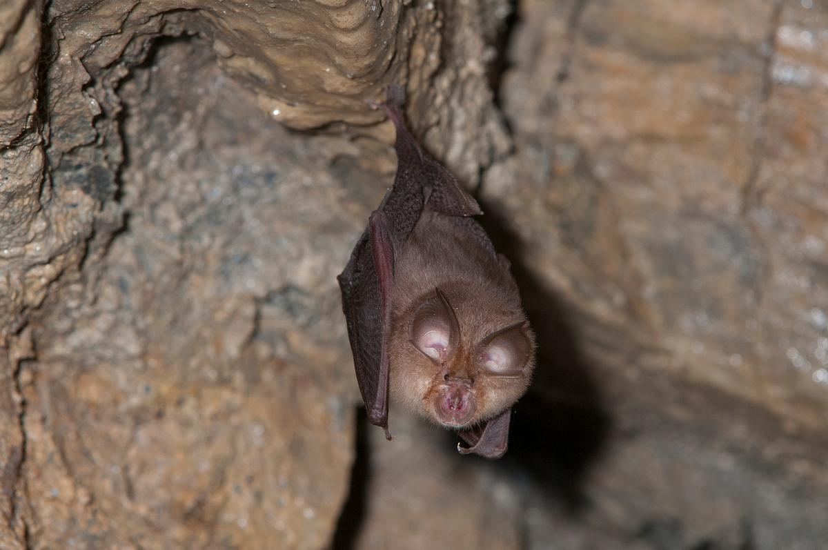 Hufeisennase (Rhinolophus Ferrumequinum) Hufeisennase (Rhinolophus Ferrumequinum)