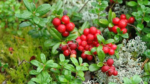 Cranberries - Foto: Fotolia