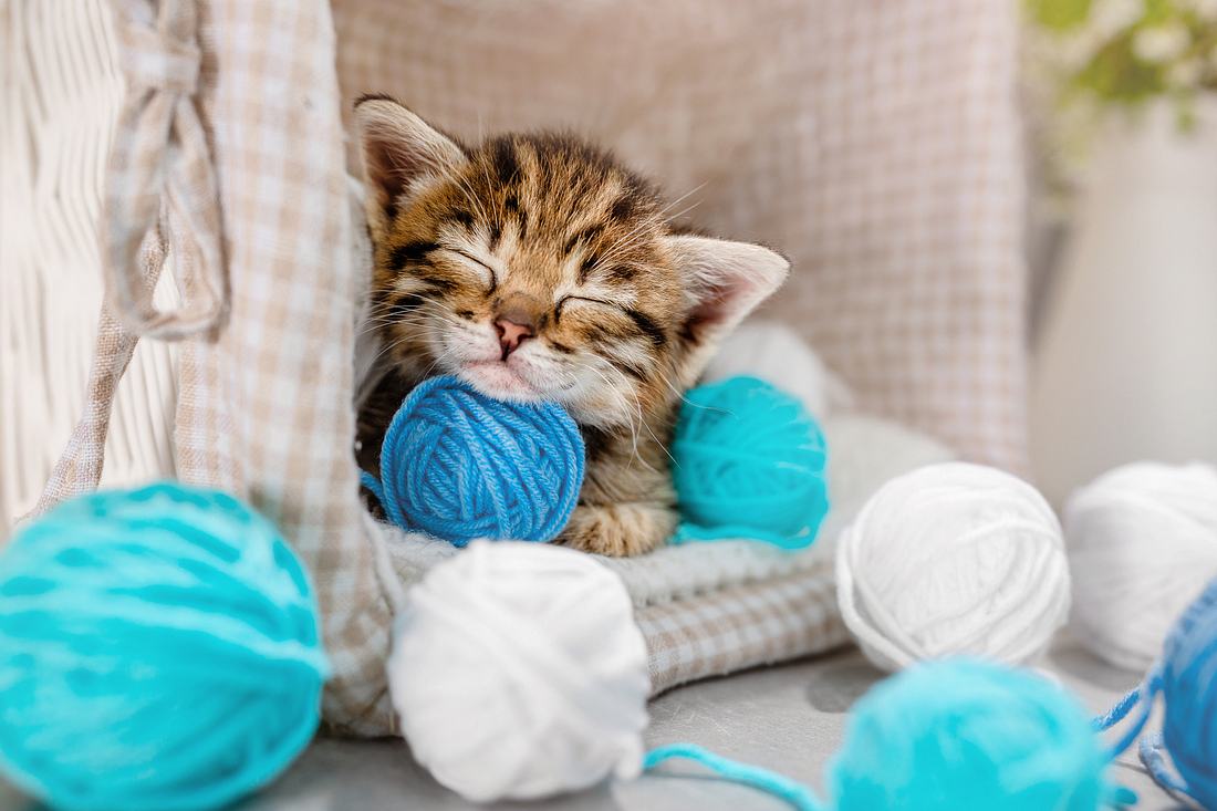 cute-aggression-test Eine Katze schläft auf einem Ball aus blauem Garn