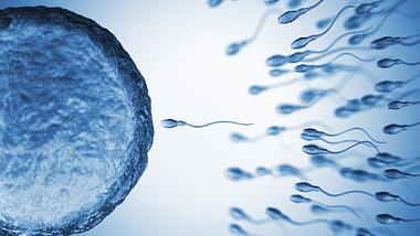 Spermien befruchten eine Eizelle - Foto: iStock/BlackJack3D