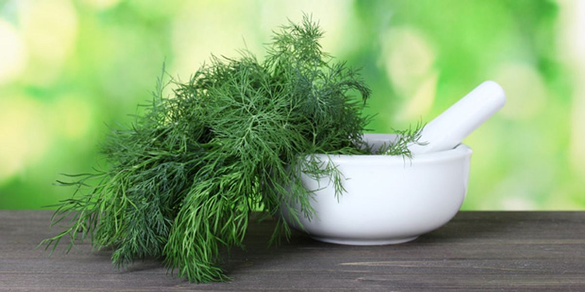 Dill in einem Mörser