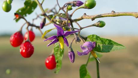 Eine Dulcamara-Pflanze - Foto: istock_dadalia