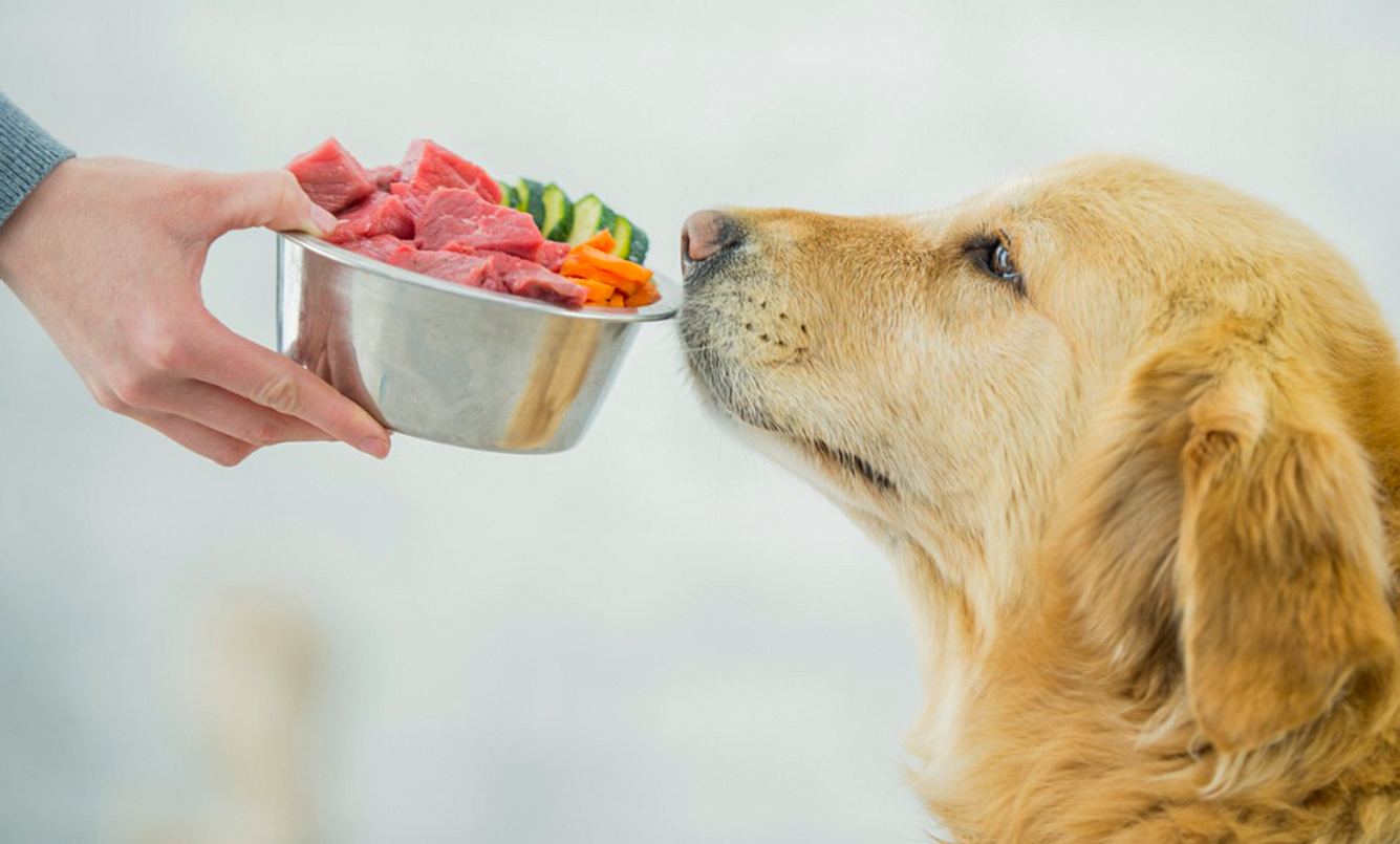 Einem Hund wird ein Napf mit Fressen vor die Schnauze gehalten