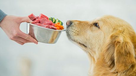Einem Hund wird ein Napf mit Fressen vor die Schnauze gehalten - Foto: istock_FatCamera