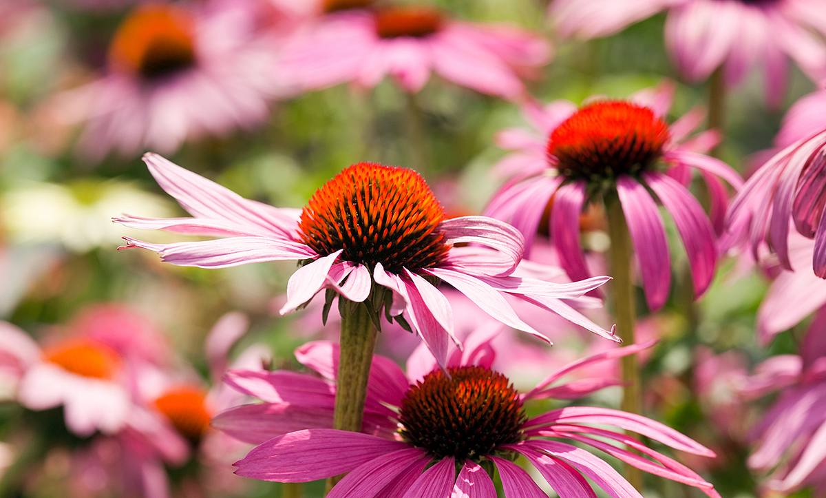 Ein Feld Echinacea