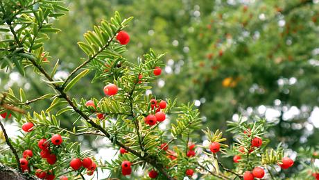 Eibe mit roten Früchten - Foto: iStock/marvod