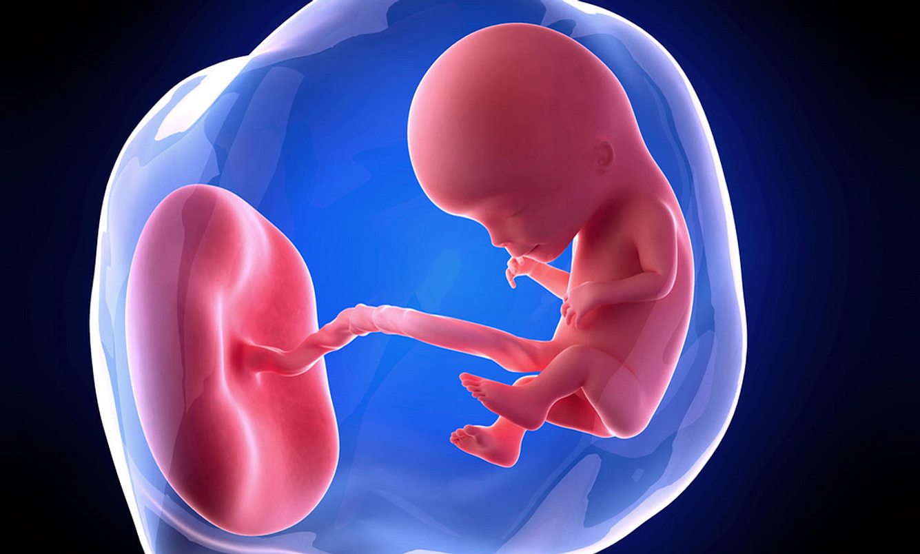 Grafik Embryo im Mutterleib 12. SSW
