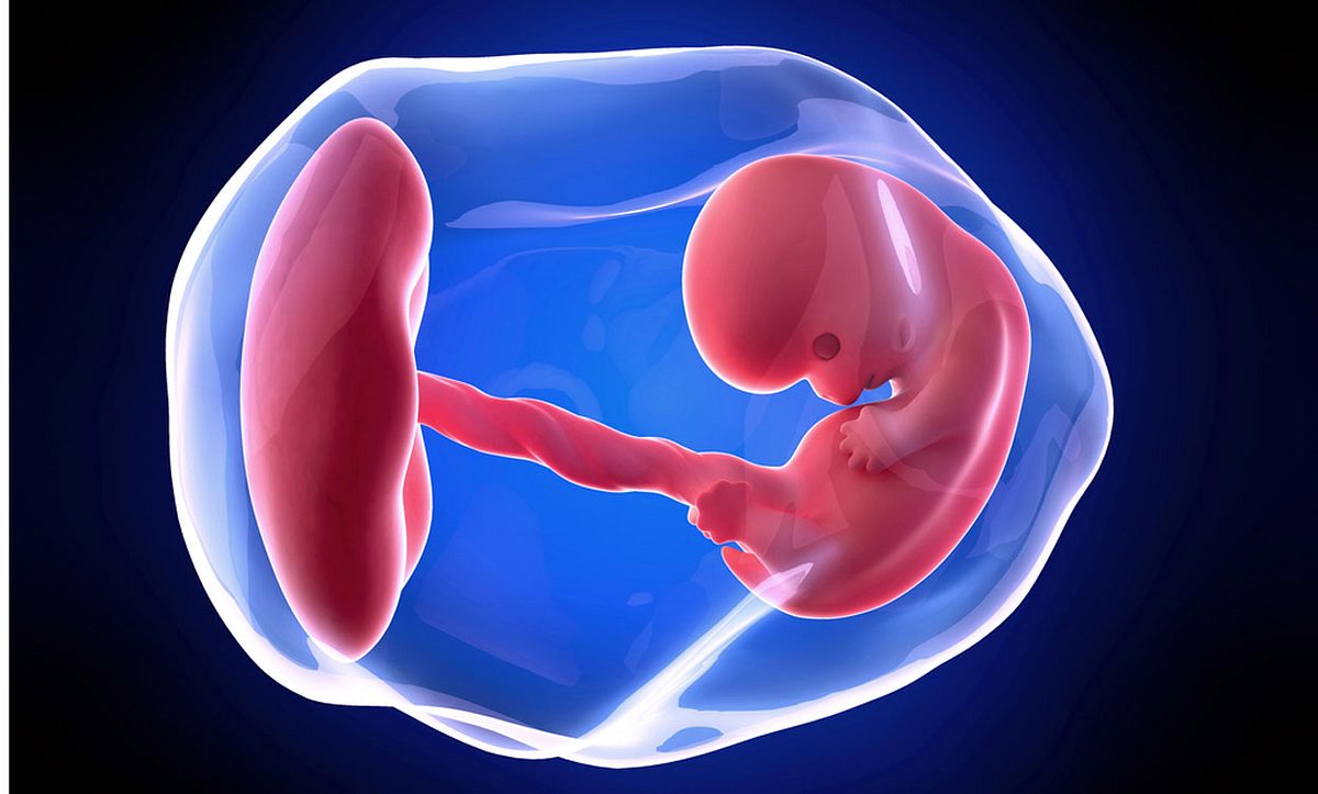 Embryo in der 8. SSW