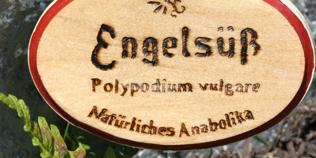 Engelsüß oder auch Tüpfelfarn