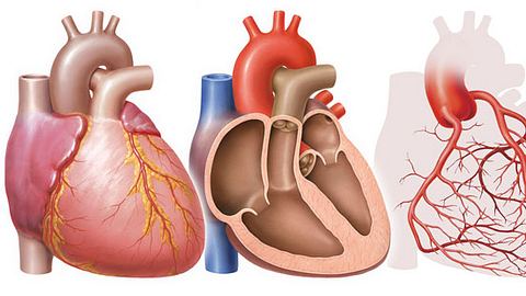 Wenn der Herzmuskel entzündet ist, sprechen Ärzte von einer Myokarditis - Foto: Fotolia