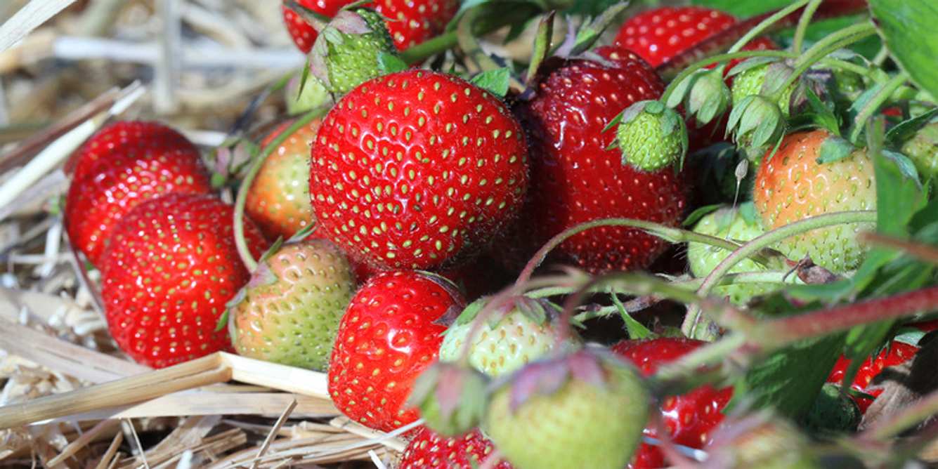 Erdbeeren