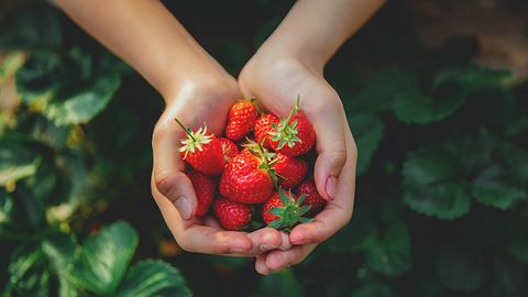 Erdbeerpflanzen von oben; zwei Hände halten frische Früchte - Foto: istock/1_nude