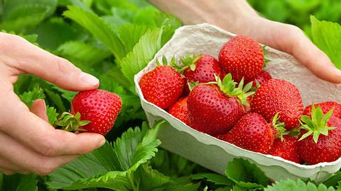 Die Erdbeere – eine Heilpflanze und gesunde Nascherei