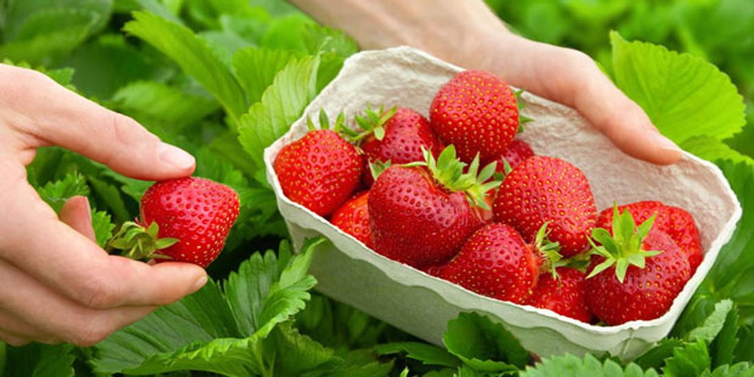 Erdbeeren wirken positiv auf unsere Blutzuckerwerte