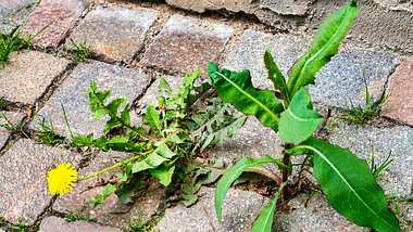 Löwenzahn und Distel zwischen Pflastersteinen - Foto: iStock/EKH-Pictures