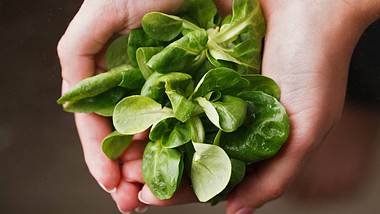 Feldsalat in einer Hand - Foto: istcok/tema_kud