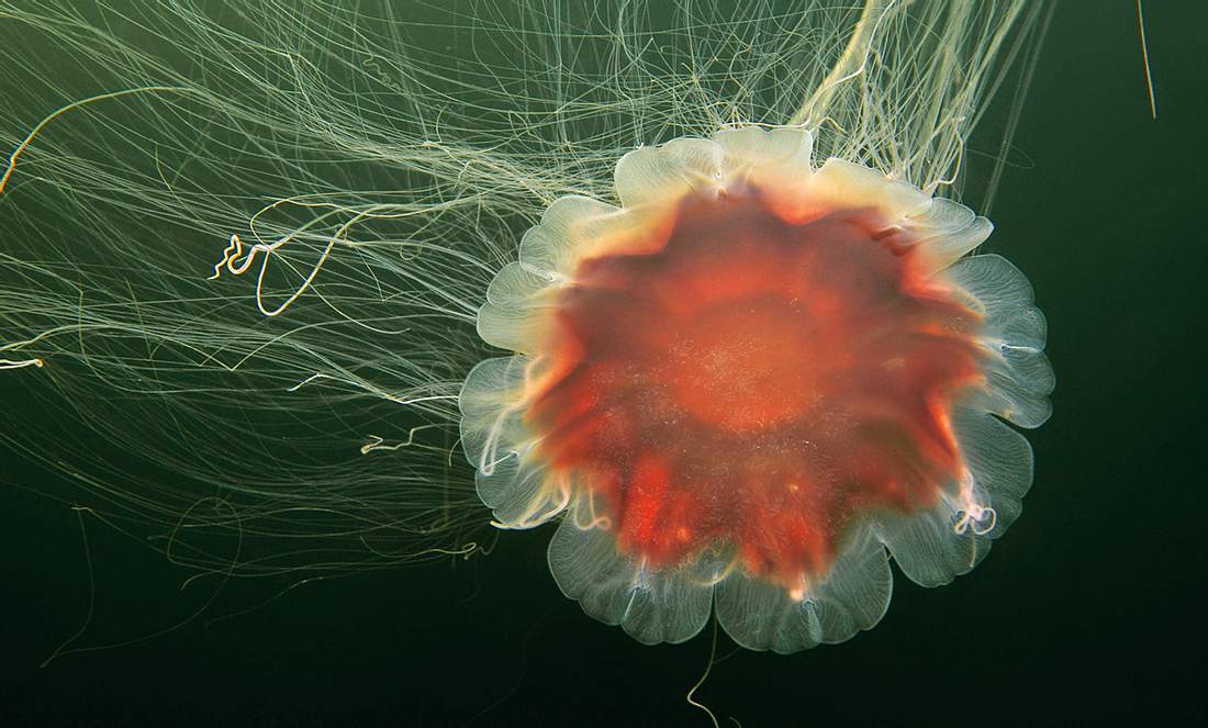 Eine Feuerqualle unter Wasser