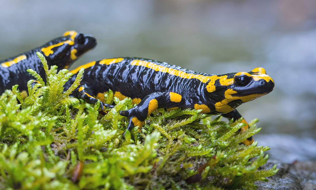 Zwei Feuersalamander am Rand eines Gewässers
