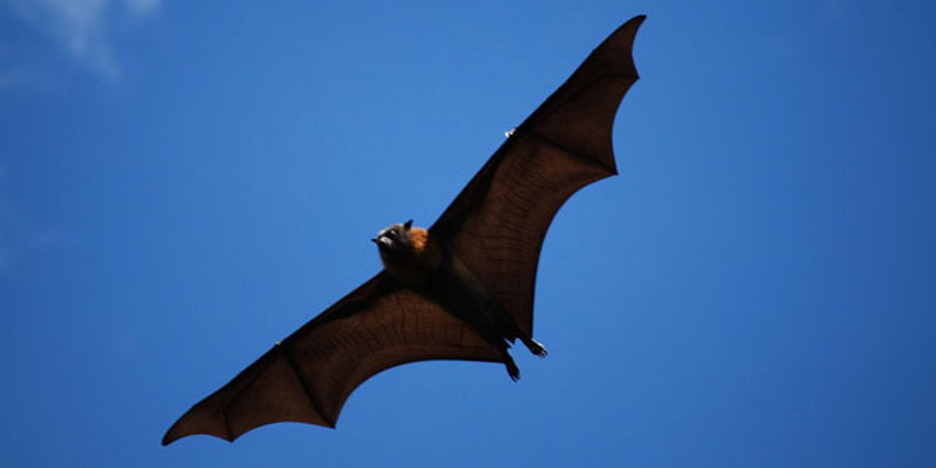 Fledermaus als Hauptwirt für Ebola