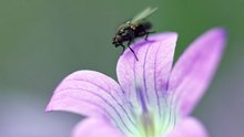 Fliege auf einer Blume - Foto: Shutterstock