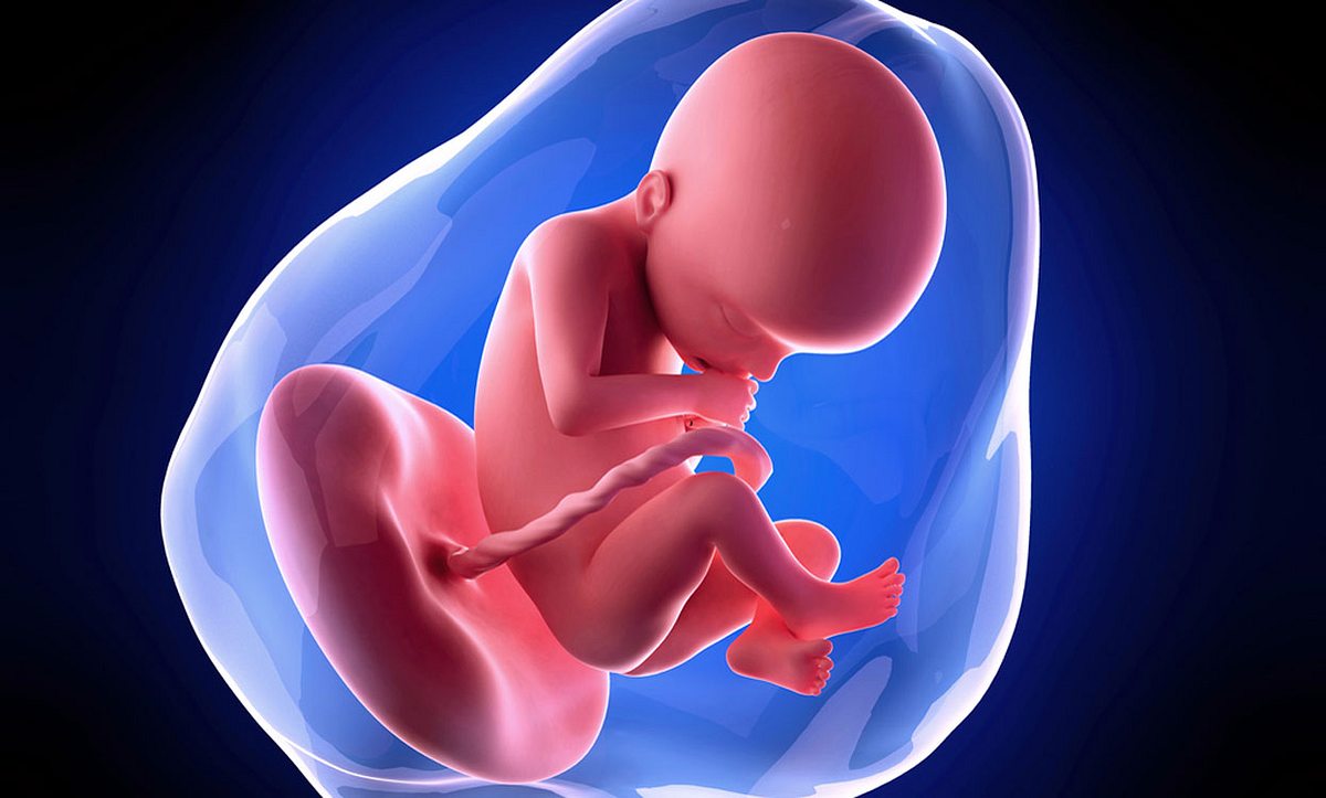Grafik Fötus im Mutterleib in der SSW 22