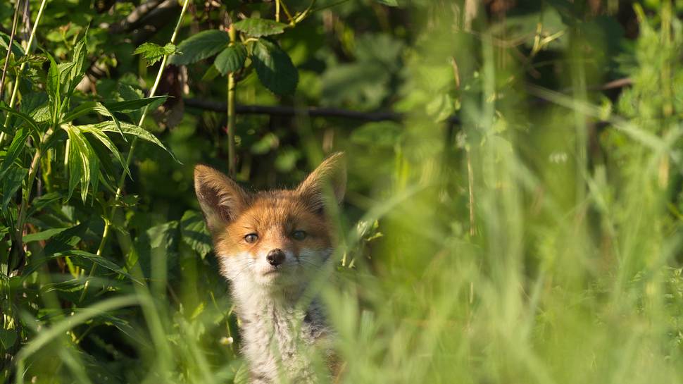 Fuchs im Gras - Foto: iStock/Ralf Blechschmidt