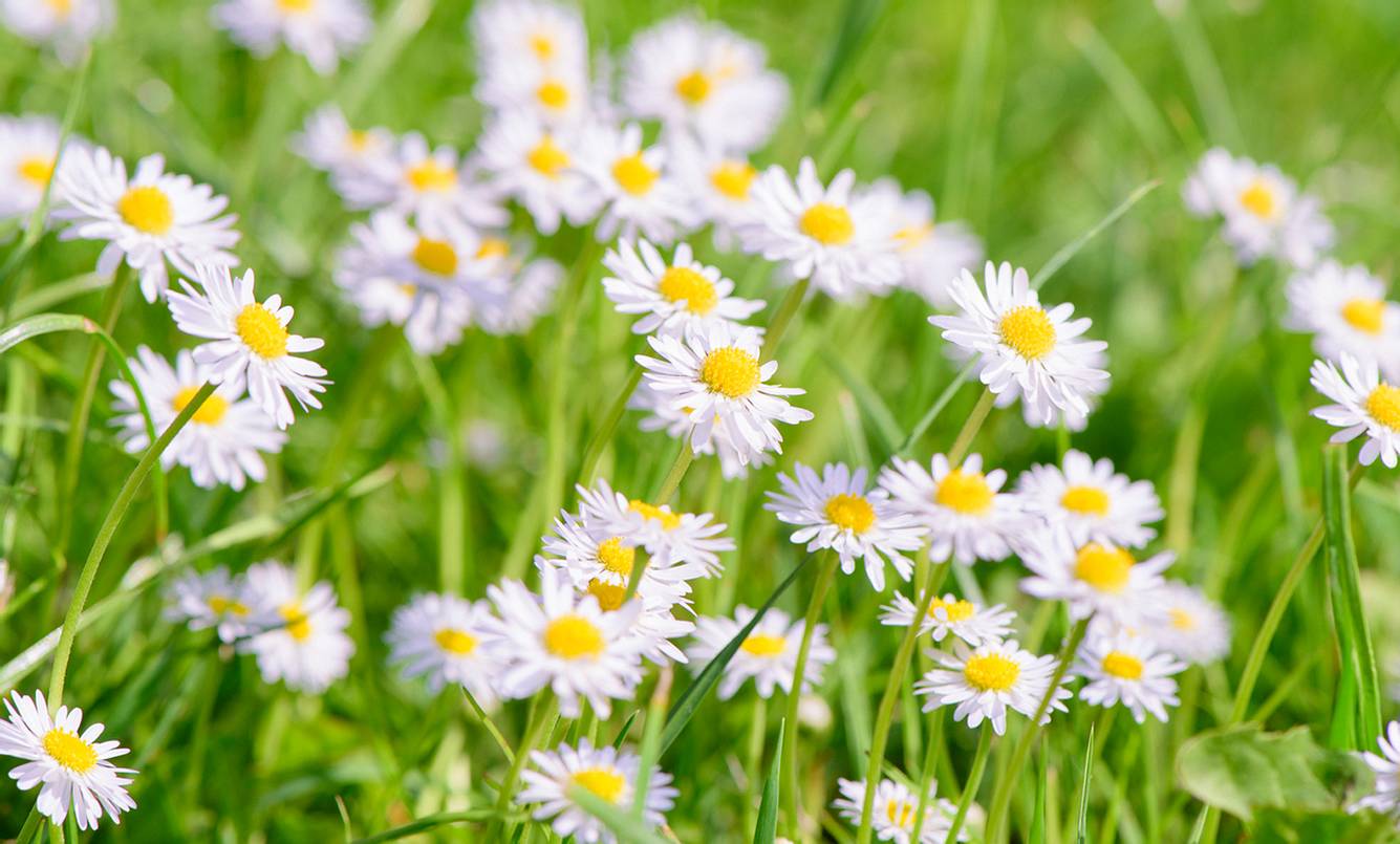 Gänseblümchen gegen Muskel- und Gelenkschmerzen