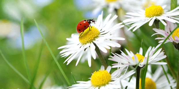 Gänseblümchen