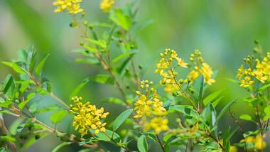 Blüten der Heilpflanze Galphimia glauca - Foto: Adobe Stock / Linjerry