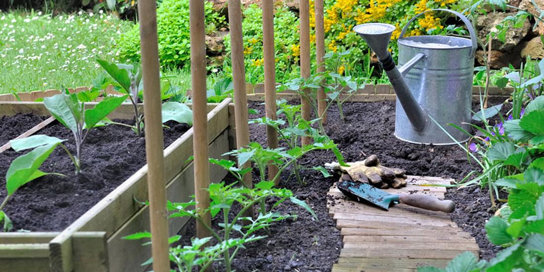Es gibt einige Gartenpflanzen, die wie natürliche Insektenschutzmittel wirken.