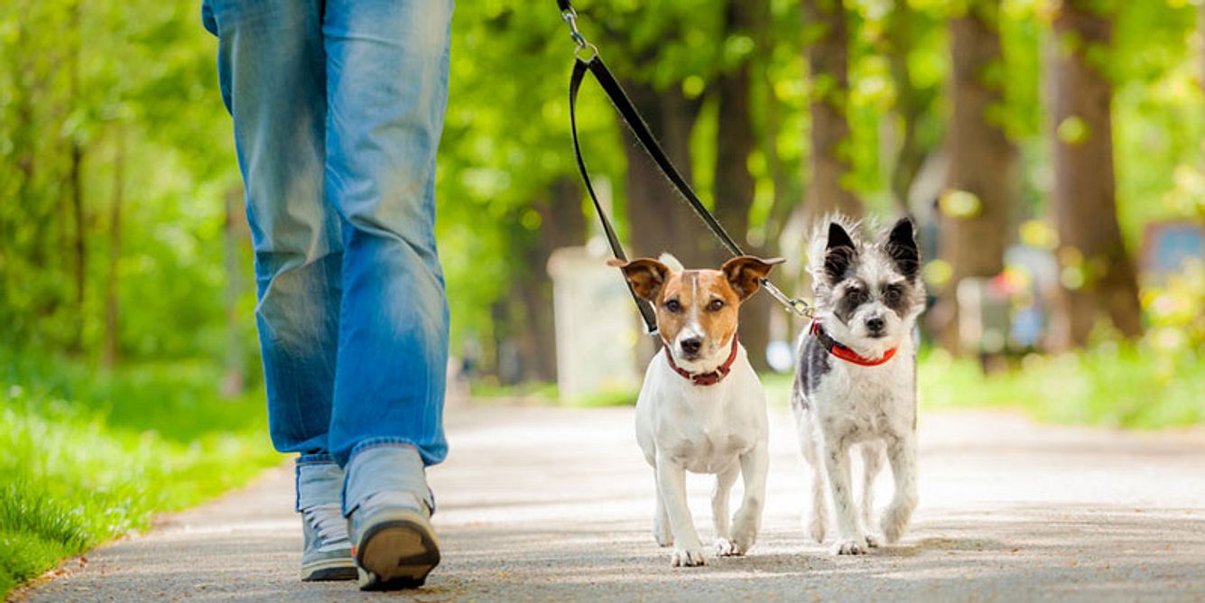 Cleverer Plan: Führen Sie Tierheim-Hunde aus