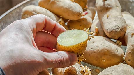 Gekeimte Kartoffeln essen: Giftig oder unbedenklich? - Foto: iStock / Mikhail Dmitriev