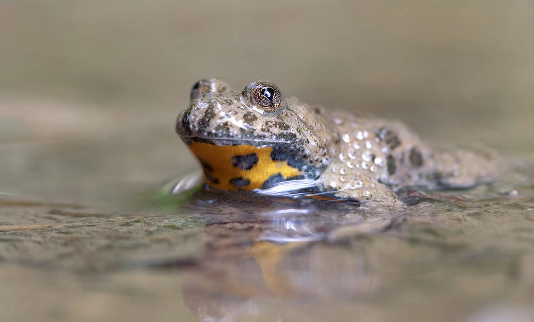 Eine Gelbbauchunke in einem Teich