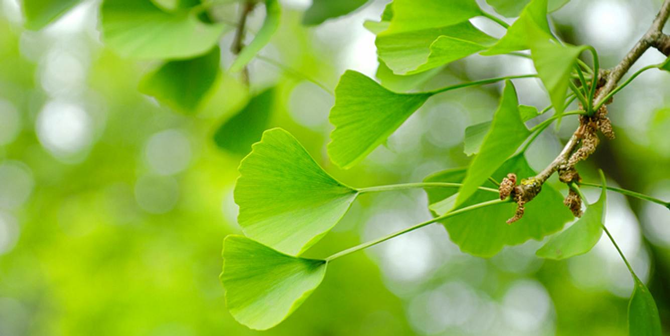 Ginkgo gegen Eisfinger