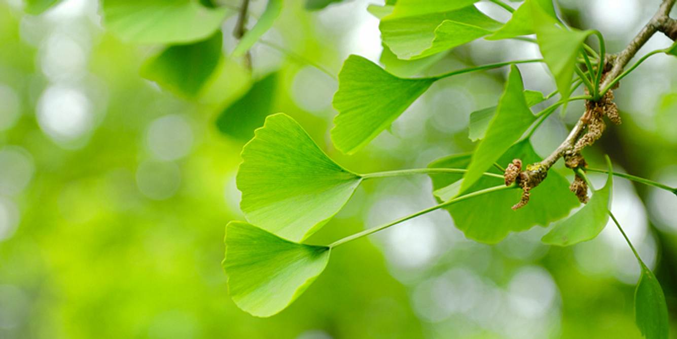 Ginkgo zur Demenz-Behandlung
