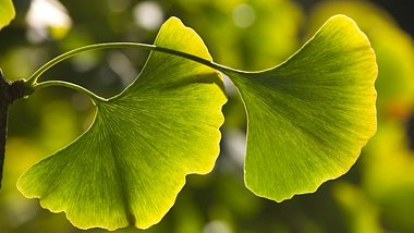 Ginkgo biloba: Wirkung und Anwendung des pflanzlichen Multitalents - Foto: iStock / toto8888