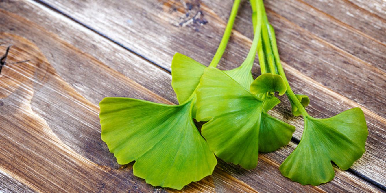 Ginkgo fördert die Durchblutung und verbessert so die Sauerstoffversorgung der Zellen