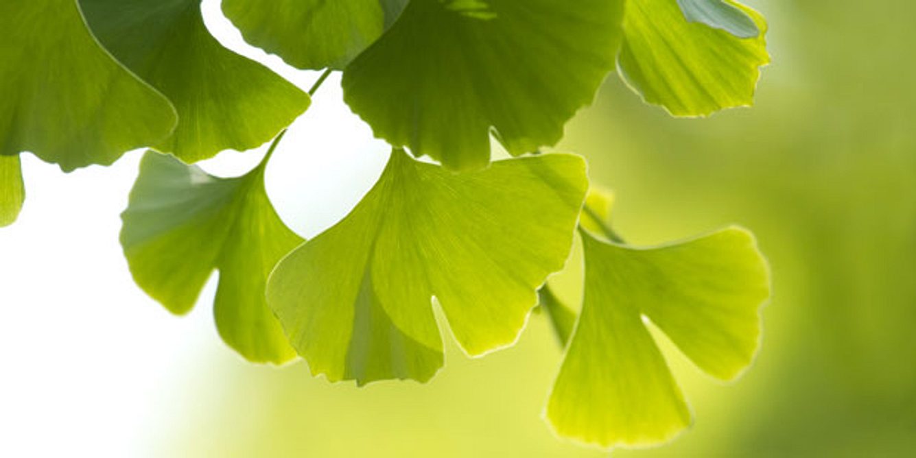Ginkgo: natürlicher Wirkstoff für mehr Leistungsfähigkeit