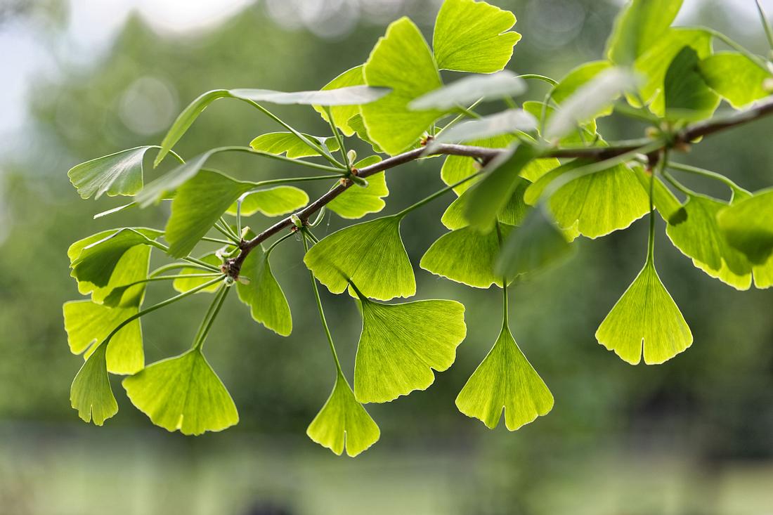 Ginko Ginkoblätter sind zu sehen
