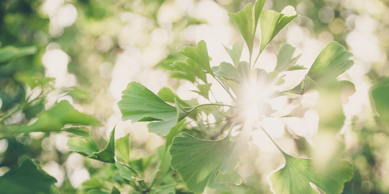 Ginkgo-Blätter in der Sonne
