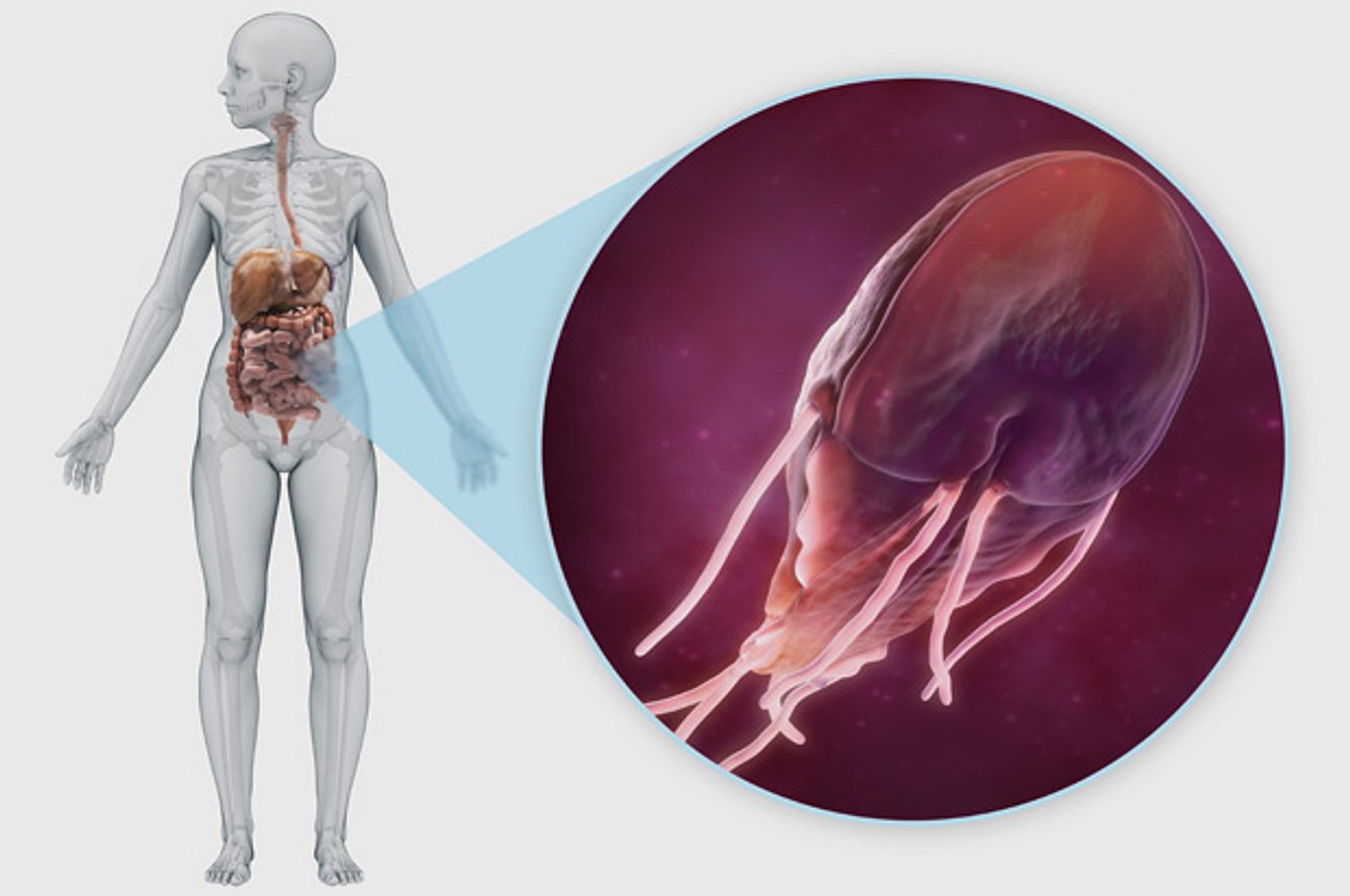 Giardia lamblia