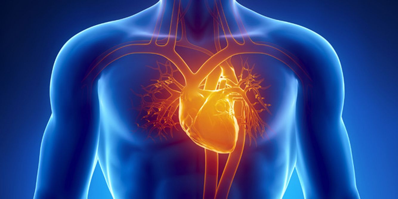 Eine Grafik des menschlichen Herzens