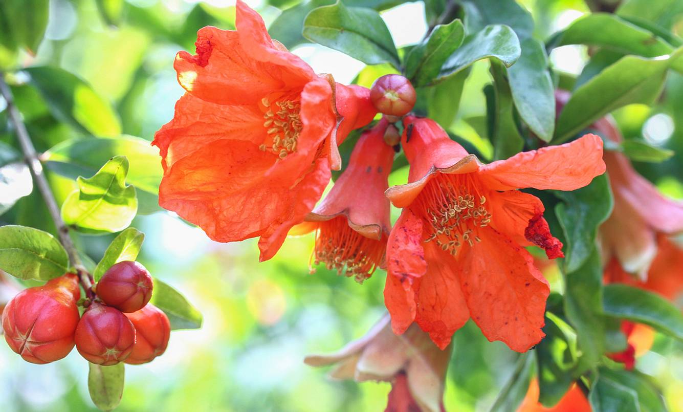 Im Frühjahr blüht der Granatapfel herabhängende rote Trichterblüten