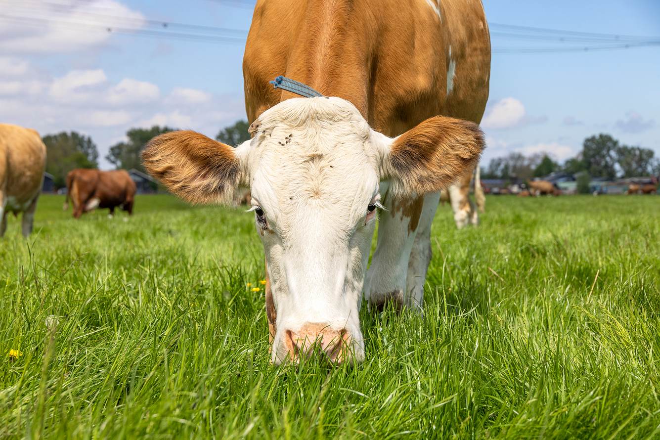 Kuh isst Gras auf einer Weide