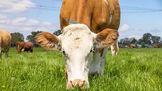 Kuh isst Gras auf einer Weide - Foto: iStock/Clara Bastian