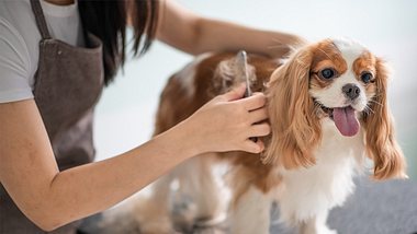Haarausfall beim Hund kann durch eine Unverträglichkeit, innere Krankheit oder einen Mangel entstehen. - Foto: istock/chee_gin_tan