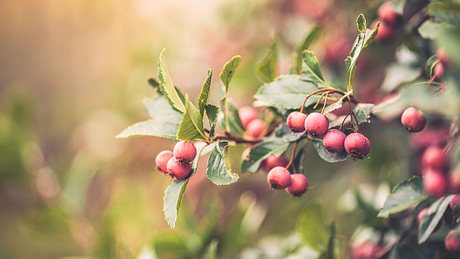 Hagedorn mit roten Beeren - Foto: iStock/CatLane