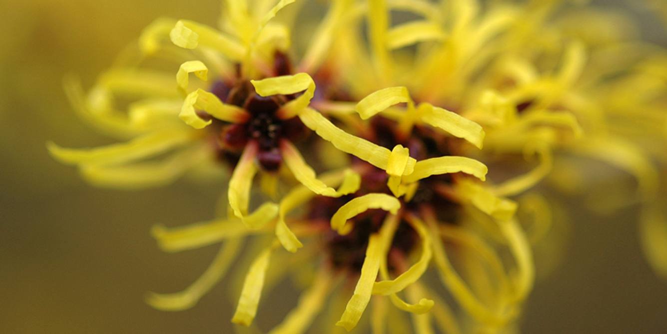 Hametum Hämorrhoidensalbe